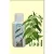 Silanus csalán sampon 250 ml - bio és natúr kozmetikumok